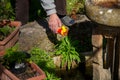 An elderly man spills feed into the goldfish tank in his garden
