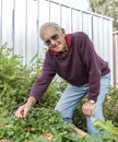 Elderly man in vegetable garden. Royalty Free Stock Photo