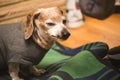 Older Dachshund with Snaggle Tooth Staying Warm