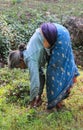 An elderly Nepalese woman in a sarri with gray hair is working hard, stooping in half in a field and cutting the ground. The work