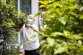 Elderly people is pruning branches,cuts branches of a tree in the garden,self isolation and quarantine during the pandemic of