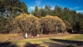 Elderly people walking along path in green park in spring. Golden hour in forest at golden hour. Aged holiday-akers Royalty Free Stock Photo