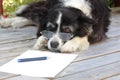 Elderly Retired Border Collie Dog with Spectacles