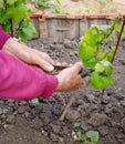 Elderly retired man caring for young vine of grapes, outdoors in his garden