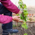 Elderly retired man caring for young vine of grapes, outdoors in his garden