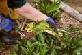Elderly senior adult woman is gardening with a secateurs or shears