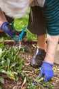 Elderly senior adult woman is gardening with a secateurs or shears