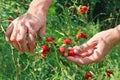 Elderly senior harvesting picking ripe briar eglantine red forest berries