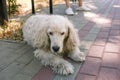 Elderly spaniel dog laying on walkpath in park