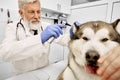 Veterinarian examining ear of malamute in clinic. Royalty Free Stock Photo