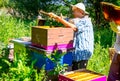 Elderly woman apiarist, beekeeper is working in apiary