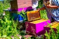 Elderly woman apiarist, beekeeper is working in apiary