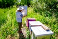 Elderly woman apiarist, beekeeper is working in apiary