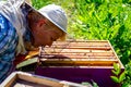 Elderly woman apiarist, beekeeper is working in apiary