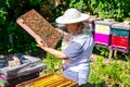 Elderly woman apiarist, beekeeper is working in apiary