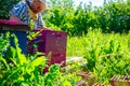 Elderly woman apiarist, beekeeper is working in apiary