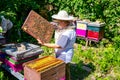 Elderly woman apiarist, beekeeper is working in apiary