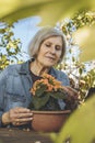 An elderly woman arranges kalanchoe plant placed in pot