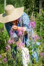 An elderly woman collects the leaves of Ivan-tea for fermentation. Collection of medicinal herbs