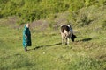 Female shepherd and cow