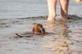 Elderly woman enjoying outdoor activities playing ball in river swimming with her cute dog Dachshund breed. concept pets, love for Royalty Free Stock Photo