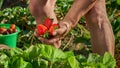 Harvesting fresh organic strawberries. A handful of berries in the hand