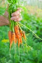 Elderly woman`s hand holding in hand a carrots bunch from local farming, organic vegetable garden with fresh produce, bio food