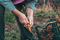 Elderly woman farmer holding in hand a carrots bunch from local farming, organic vegetable garden with fresh produce, bio food Royalty Free Stock Photo