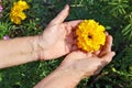 The elderly woman - farmer picks and care of marigold garden y Royalty Free Stock Photo