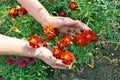 The elderly woman - farmer picks and care of marigolds garden Royalty Free Stock Photo