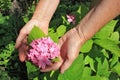 The elderly woman - farmer picks and care of pink hydrangea garden flowers on summer bush