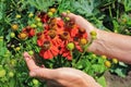 The elderly woman - farmer picks and care of  red  garden flowers  with bee on summer  bush Royalty Free Stock Photo