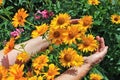 The elderly woman - farmer picks and care of  yellow garden sunflowers  on summer twigs Royalty Free Stock Photo