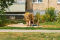 an elderly woman feeds stray cats on the street Royalty Free Stock Photo