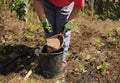 An elderly woman fertilizes young weak strawberry seedlings with saltpeter and compost on the farm.