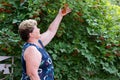 Elderly woman in a garden near Viburnum Royalty Free Stock Photo