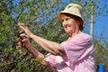 An elderly woman gardener cuts a Bush with secateurs in spring, Royalty Free Stock Photo