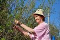 An elderly woman gardener cuts a Bush with secateurs in spring, Royalty Free Stock Photo