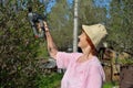 An elderly woman gardener electric trimmer cuts a Jasmine Bush i Royalty Free Stock Photo