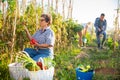 Elderly woman gardener harvesting tomatoes on vegetable garden Royalty Free Stock Photo