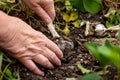 Elderly woman harvesting growing garlic, fresh and raw vegetables