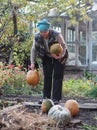 An elderly woman has grown pumpkins in her vegetable garden and is busy harvesting a pumpkin field.Autumn agricultural work Royalty Free Stock Photo