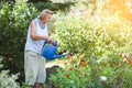 Elderly woman watering plants in her garden Royalty Free Stock Photo