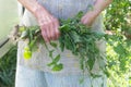 Elderly woman holding a banch of weeds