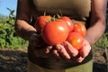 Elderly Woman holding fresh organic tomatoes in the hands outdoors.