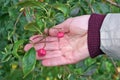 Elderly woman holding in her hand autumn red fruits of Wahoo b