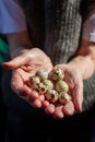 elderly woman holding quail eggs in palms Royalty Free Stock Photo