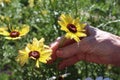 Elderly Woman holding a yellow daisy flower Royalty Free Stock Photo