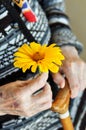 An elderly woman holding a yellow flower and a wooden cane on a summer day on the porch Royalty Free Stock Photo
