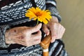 An elderly woman holding a yellow flower and a wooden cane on a summer day on the porch